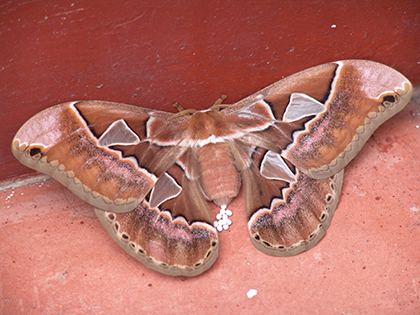 La historia de la Mariposa