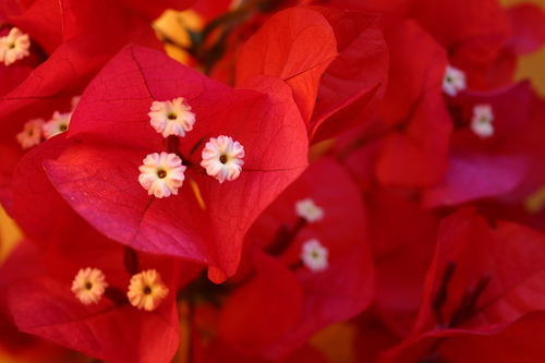 12 flores de buganvilia